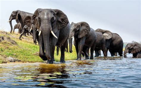 Elephant Full Hd Wallpaper And Background Image 1920x1200 Id565134