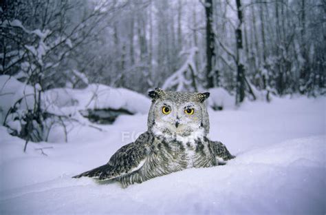 Adult Great Horned Owl Plunging In Snow In Forest — Wildlife Predator