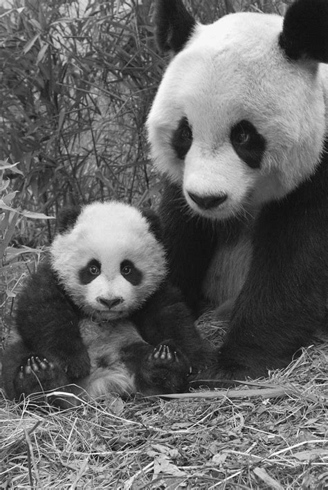 Pandas Loooking Up At A Camera Wwf Saxoprint Creativeawards Nature