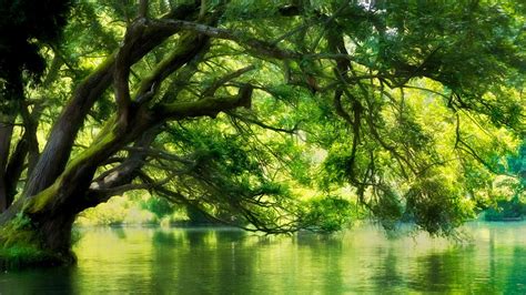 壁纸 阳光 树木 景观 森林 水 性质 反射 科 绿色 河 池塘 马其顿 秋季 花 厂 1920x1080