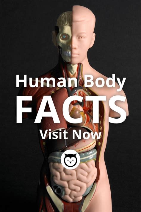 How Much Do You About Your Body Do You Know What Your Largest Muscle