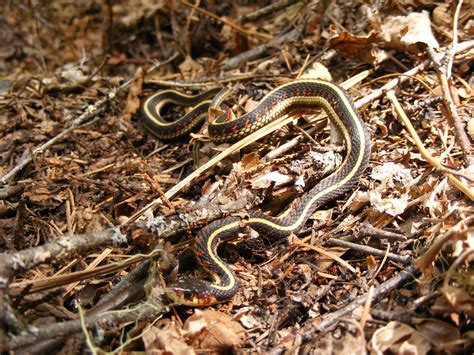 Filecommon Garter Snake Thamnophis Sirtalis Full Body