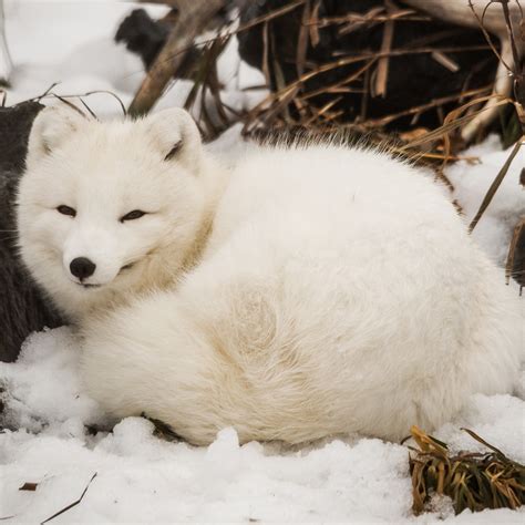 Arctic Fox Como Zoo Conservatory