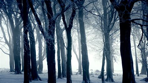 1920x1080 1920x1080 Winter Tree Snow Frost Nature