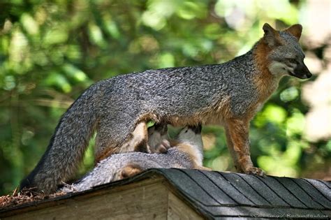 Mendonoma Sightings Gray Fox Kits Are They The Cutest Critters On