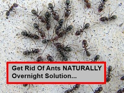We did not find results for: Homemade Ant Killer Recipes & 13 Ant Bite Remedies ...