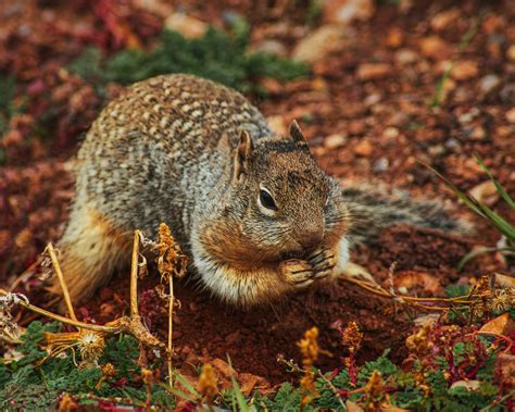 Download Wallpaper 1280x1024 Squirrel Rodent Earth Dig Standard 54