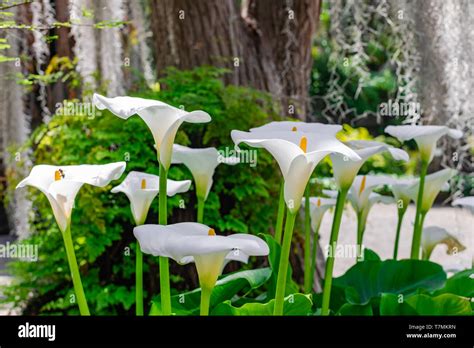 White Calla Lily Zantedeschia Aethiopica Group Blooming With
