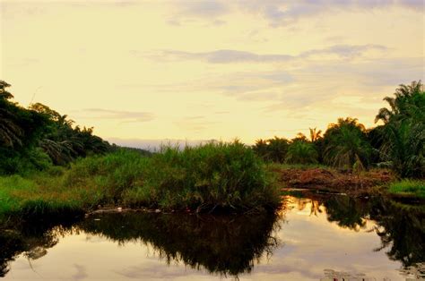 Salah satu jenis ikan yang sering disasar banyak pemancing adalah ikan mas. waderteam-pro.blogspot.com: ikan puyu - khasiat dan kaedah ...