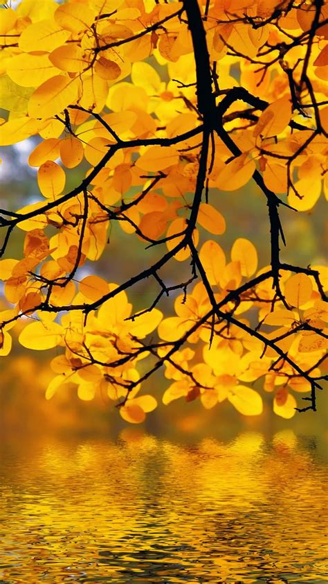 Yellow Autumn Tree Leaves Over River Beautiful Mobile Autumn Mobile Hd