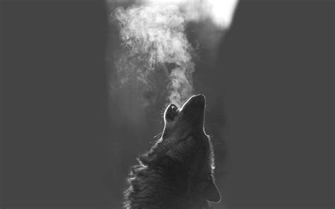 Black Wolf Hd Wallpapers Wallpaper Cave