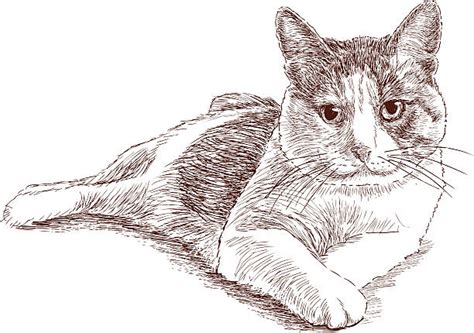 Drawing Of The Cat Laying Down Illustrations Royalty Free Vector