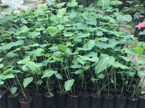 Pokok Keladi Calidium Sirehpokok Warna Hijaugreen Colour Plant Lazada