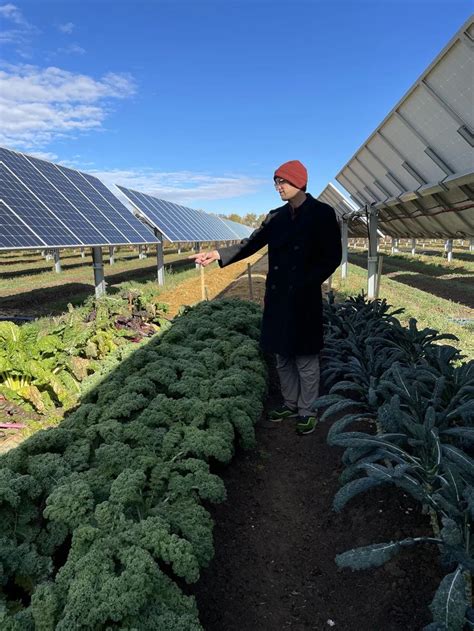 Solar Garden A Unique Farm Under Solar Panels