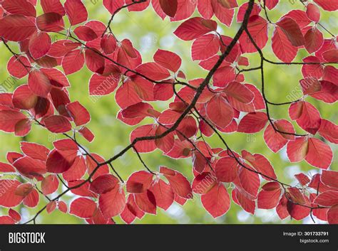 Bright Red Leaves Red Image And Photo Free Trial Bigstock