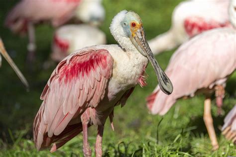 The Largest Bird Park In The World In Walsrode Germany Blog About