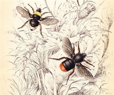 Antique Vintage Bee Print Dated 1840 Harris Humble Bee Etsy