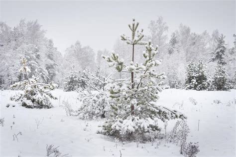 Winter Snowfall Snowy Christmas Tree In Winter Forest Natural Winter