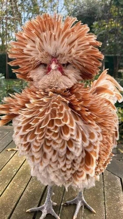 Buff Laced Polish Chicken In 2021 Fancy Chickens Beautiful Chickens