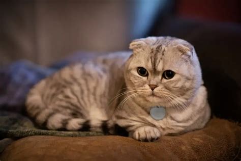 Scottish Fold Munchkin Cat Pictures Care Guide Temperament And Traits