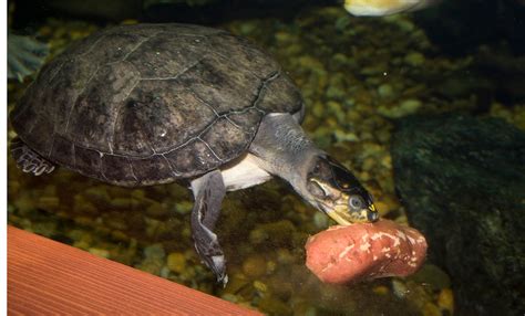 Yellow Spotted Amazon River Turtle Smithsonians National Zoo And