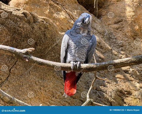 grey parrot psittacus erithacus congo african grey parrot le gris du gabon perroquet jaco il