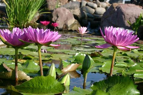 Water Lilies ~ The Jewels Of The Water Garden Town
