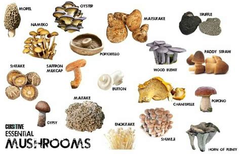 24 Best Mushrooms Images On Pinterest Fungi Edible