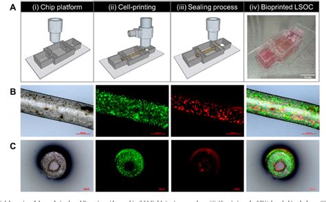 Figure 1 From Development Of Lumen Based Perfusable 3D Liver In Vitro