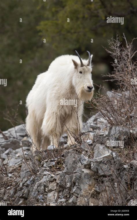 Mountain Goat On High Rock Ledge Stock Photo Alamy