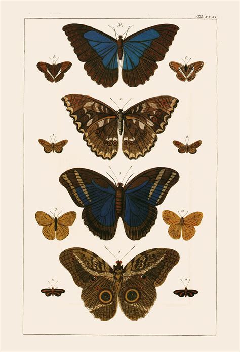 Antique Butterfly Print High Quality Reproduction Nature Etsy