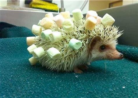 Just 15 Of The Funniest Hedgehog Pictures Weve Ever Seen