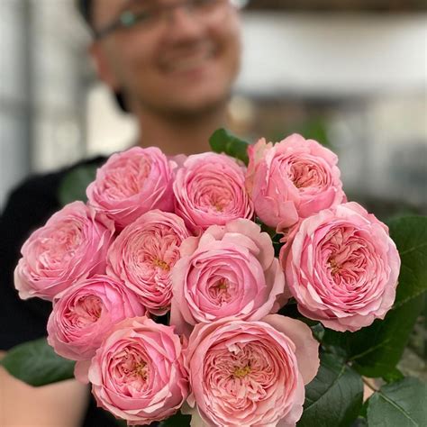 Viproses On Instagram Mansfield Pink Park Roses Available In