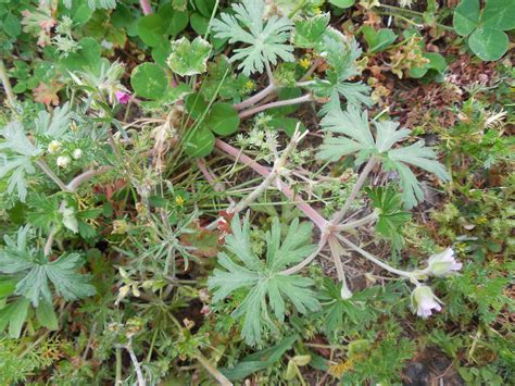 Small Flowered Cranesbill Geranium Pusillum Surrounding Flickr