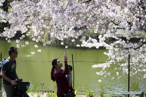 Annual Cherry Blossom Festival Attracts People In New York China Org Cn