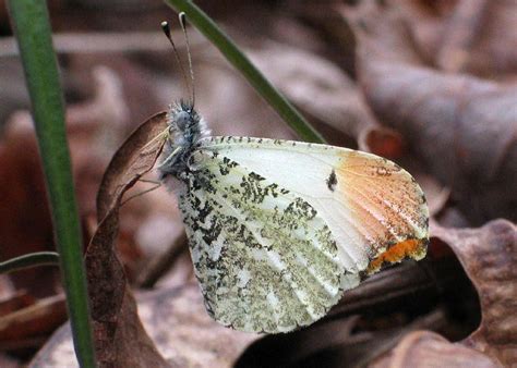 Falcate Orangetip Alabama Butterfly Atlas