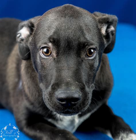 Bull-Boxer dog for Adoption in Tupelo, MS. ADN-822022 on PuppyFinder