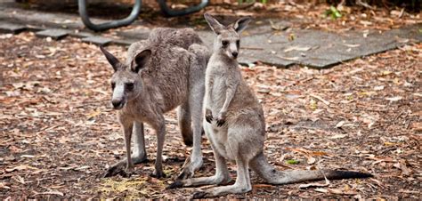 maman et bébé kangourous booderee national park