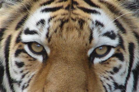 Tiger Eyes Gaia Amur Tiger Tigers Can Be Found In