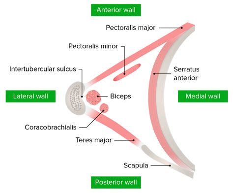 Axilla Anatomy Diagram