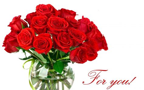 50 Beautiful Red Rose Images To Download The Wow Style