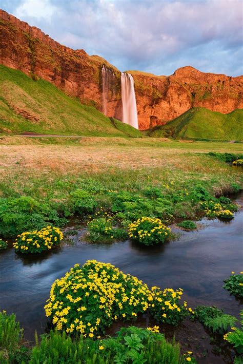 Seljalandsfoss Waterfall And Meadow Flowers Iceland Stock Image