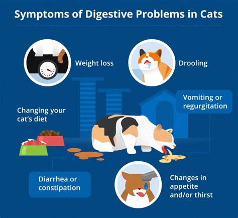 Keep your cat up to date on vaccines as recommended by your vet. Common Digestive Problems in Cats | Canna-Pet