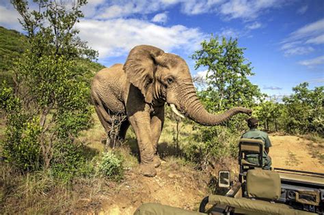 kruger goes hi tech to improve safety for wildlife and tourists