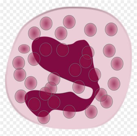 Download White Blood Cell Eosinophil Neutrophil Immune System