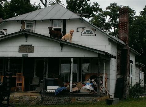 Dogs On The Roof Of A Redneck House Rmildlyinteresting