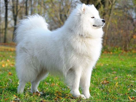 Samoyed Wallpapers Wallpaper Cave