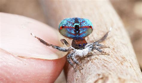 Dance Of The Tiny Peacock Spider Australian Geographic