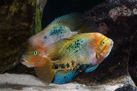 Vieja Melanura Cichlids Fish Pet Habitats