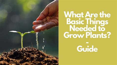What Are The Basic Things Needed To Grow Plants Guide